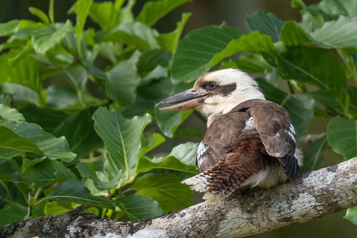 Laughing Kookaburra - ML613648574