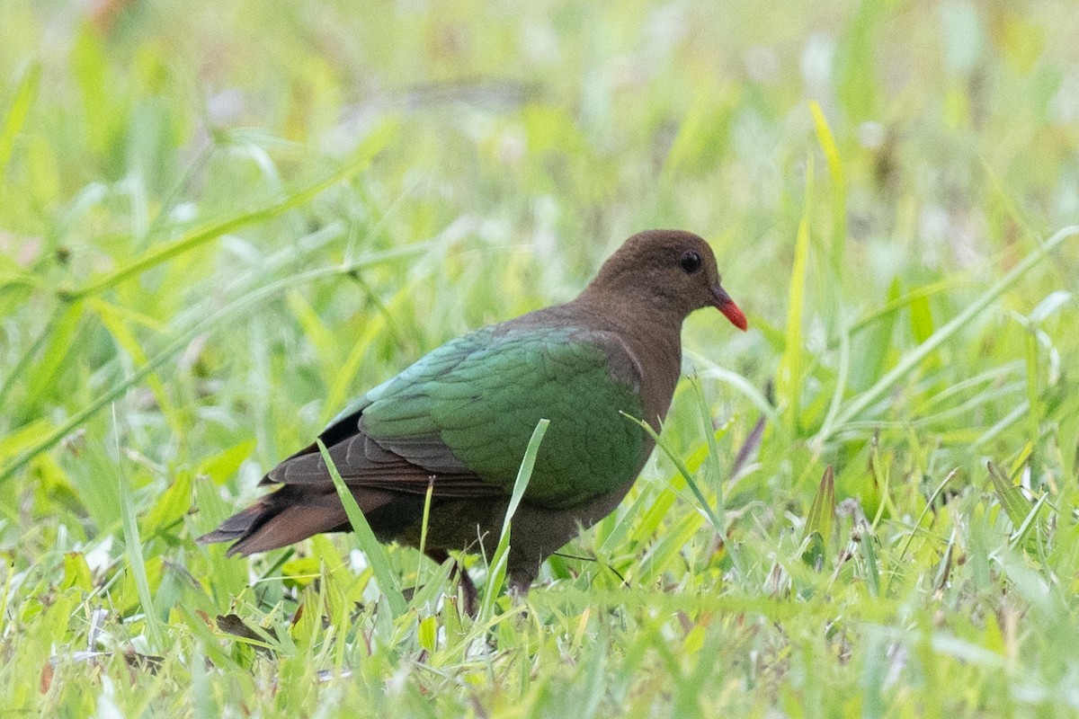 Palomita Esmeralda Cabeciparda - ML613648712