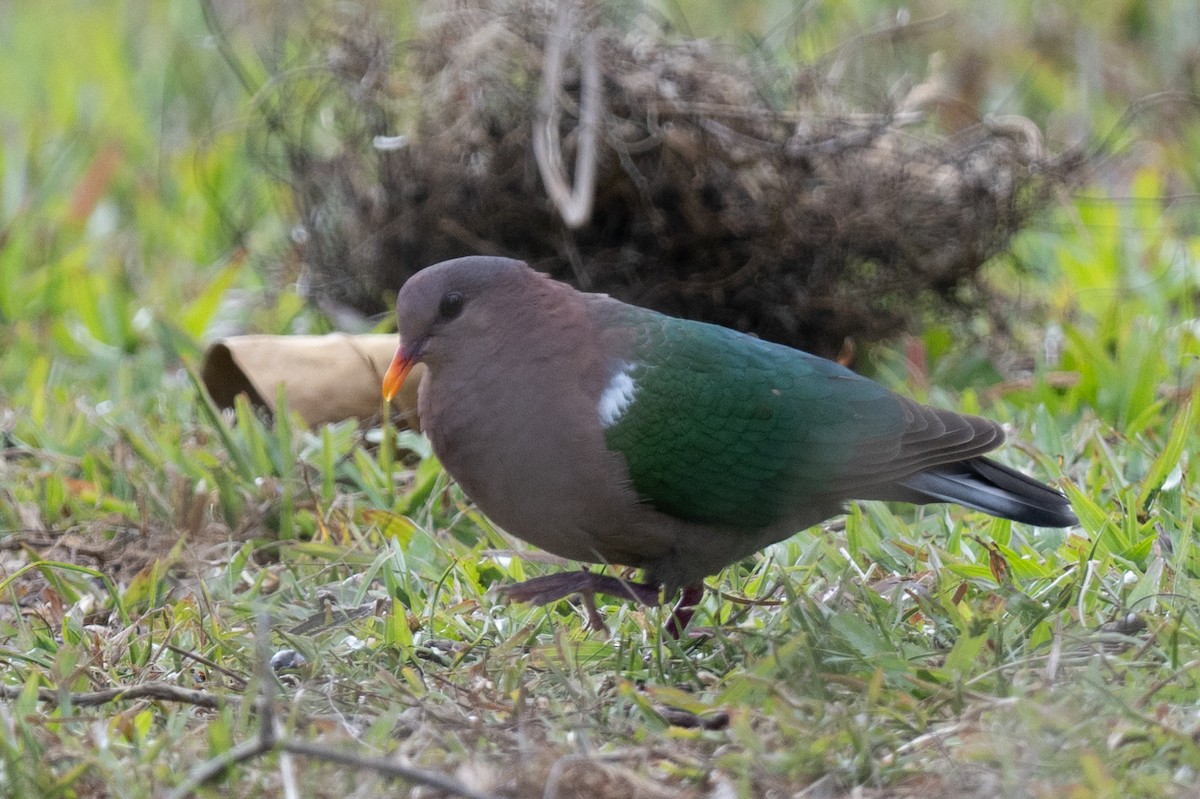 Pacific Emerald Dove - ML613648715