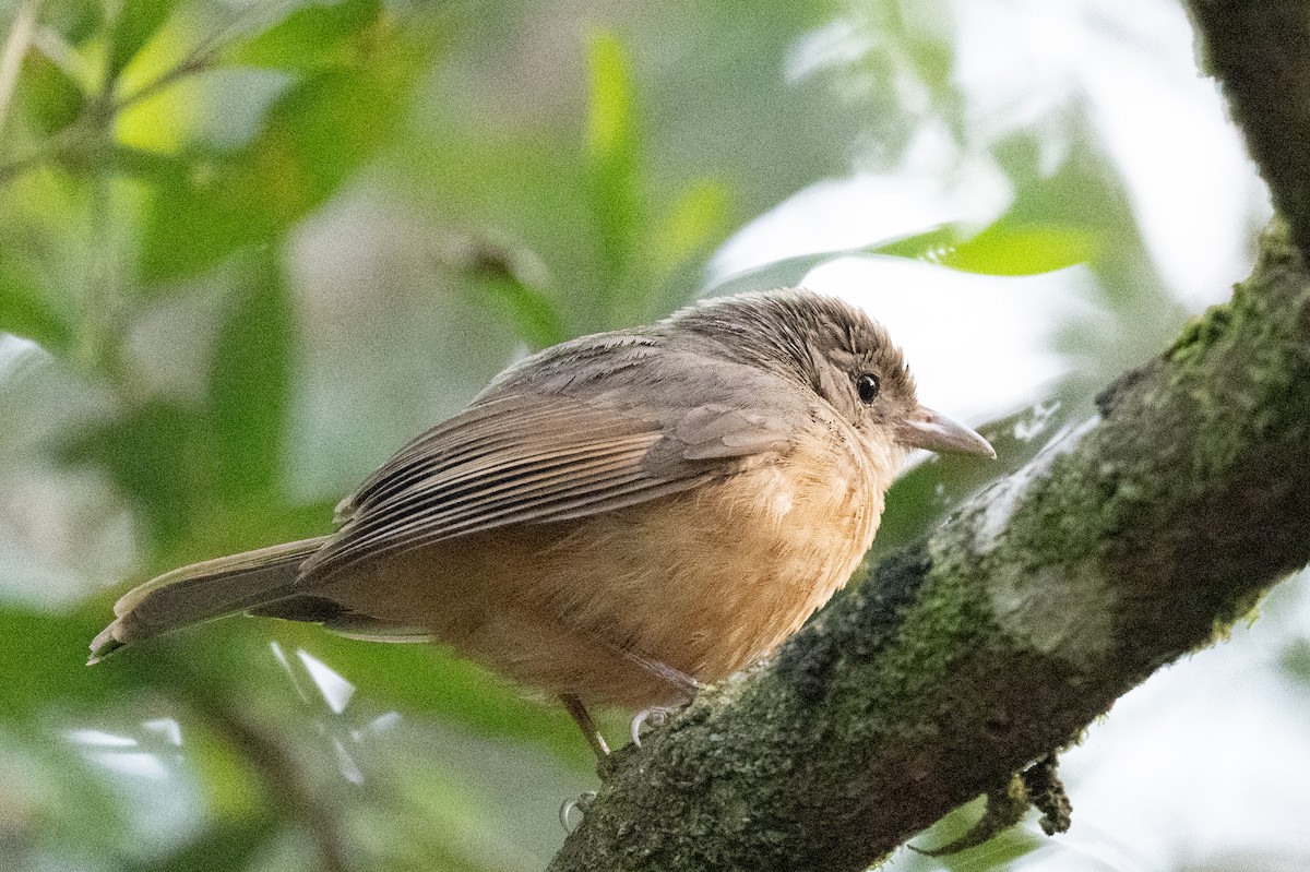 Rufous Shrikethrush - ML613648722