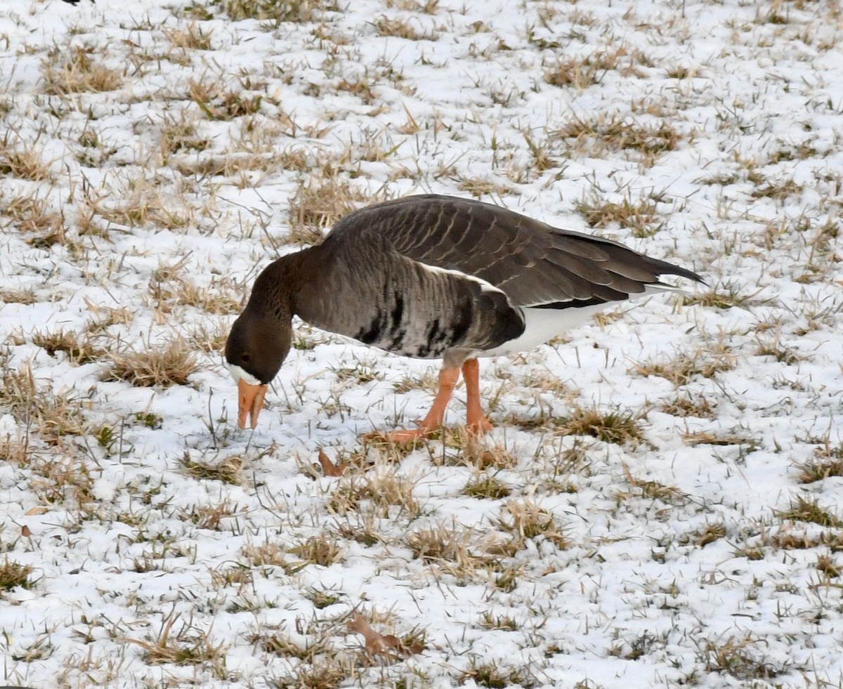 Greater White-fronted Goose - ML613648731