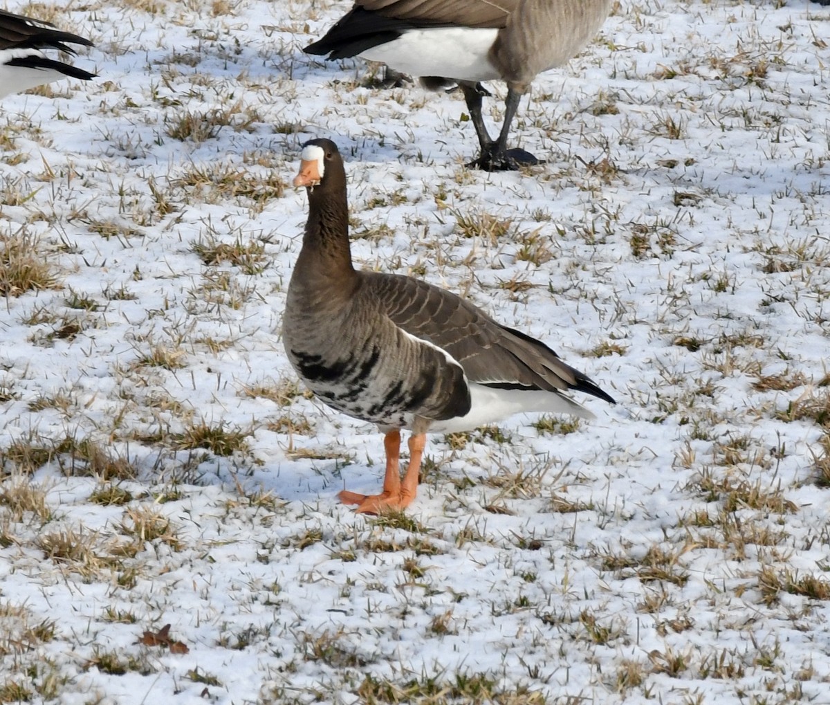 Greater White-fronted Goose - ML613648732