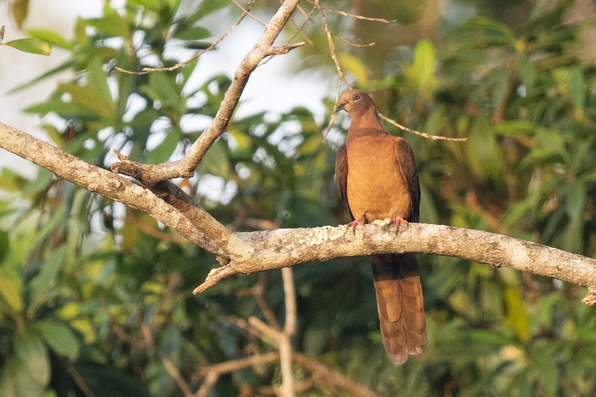 Brown Cuckoo-Dove - ML613648807