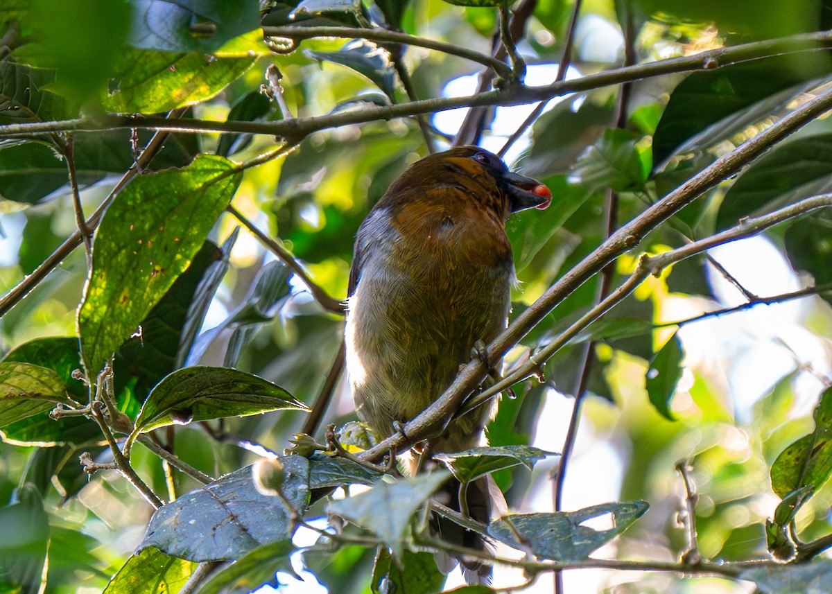 Prong-billed Barbet - ML613648896