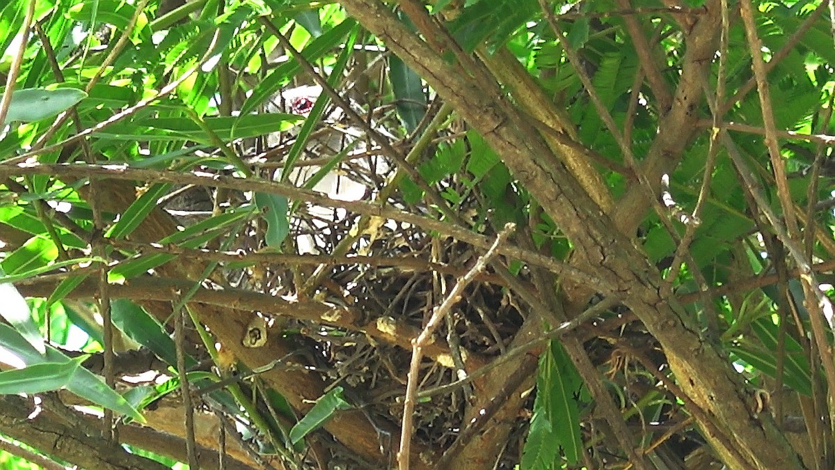 Ash-colored Cuckoo - ML613648957