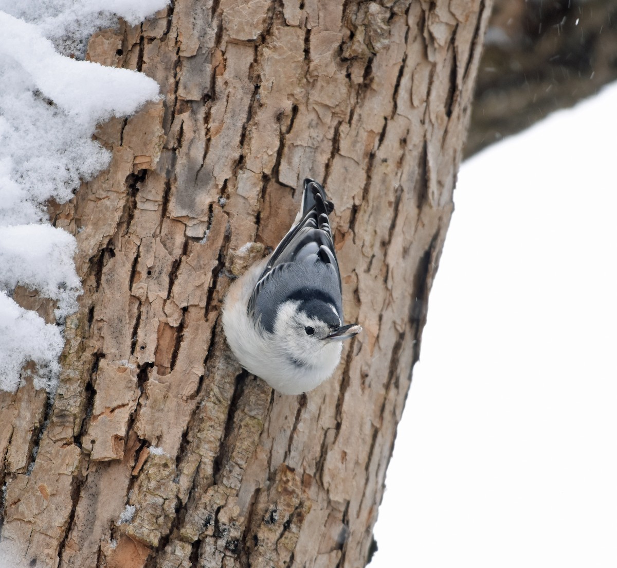 White-breasted Nuthatch - Norma Van Alstine
