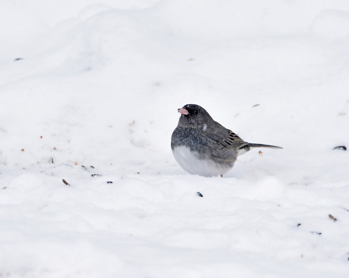 Dark-eyed Junco - Norma Van Alstine