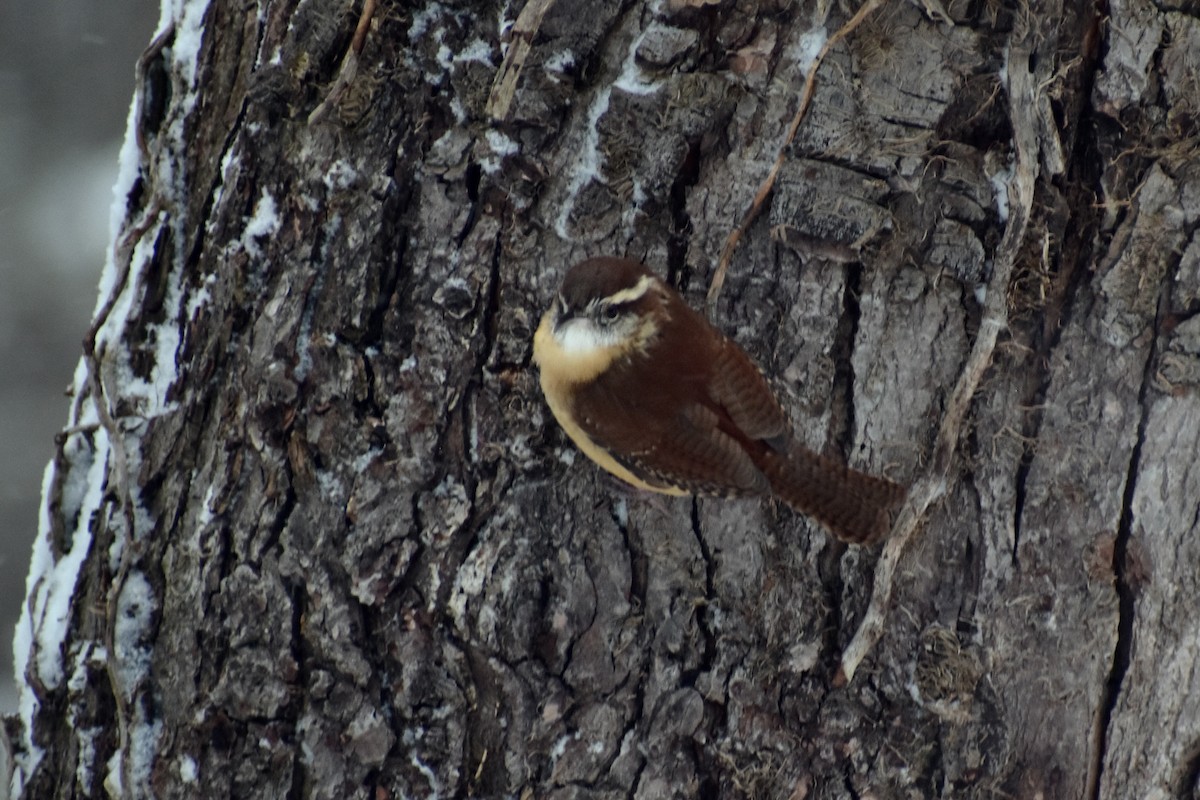 Carolina Wren - ML613649136