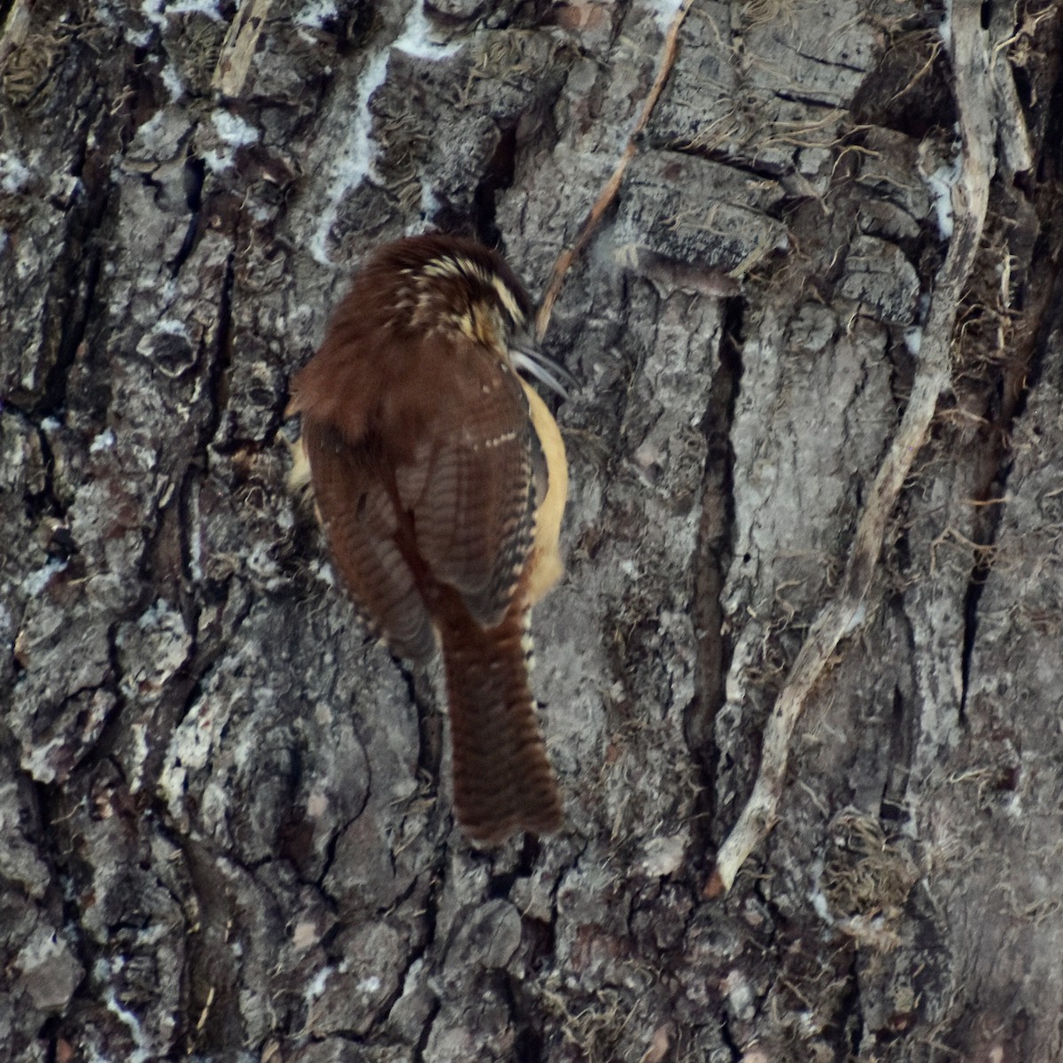 Carolina Wren - ML613649146
