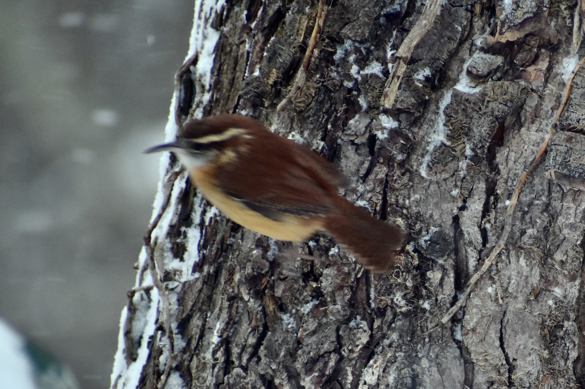 Carolina Wren - ML613649147