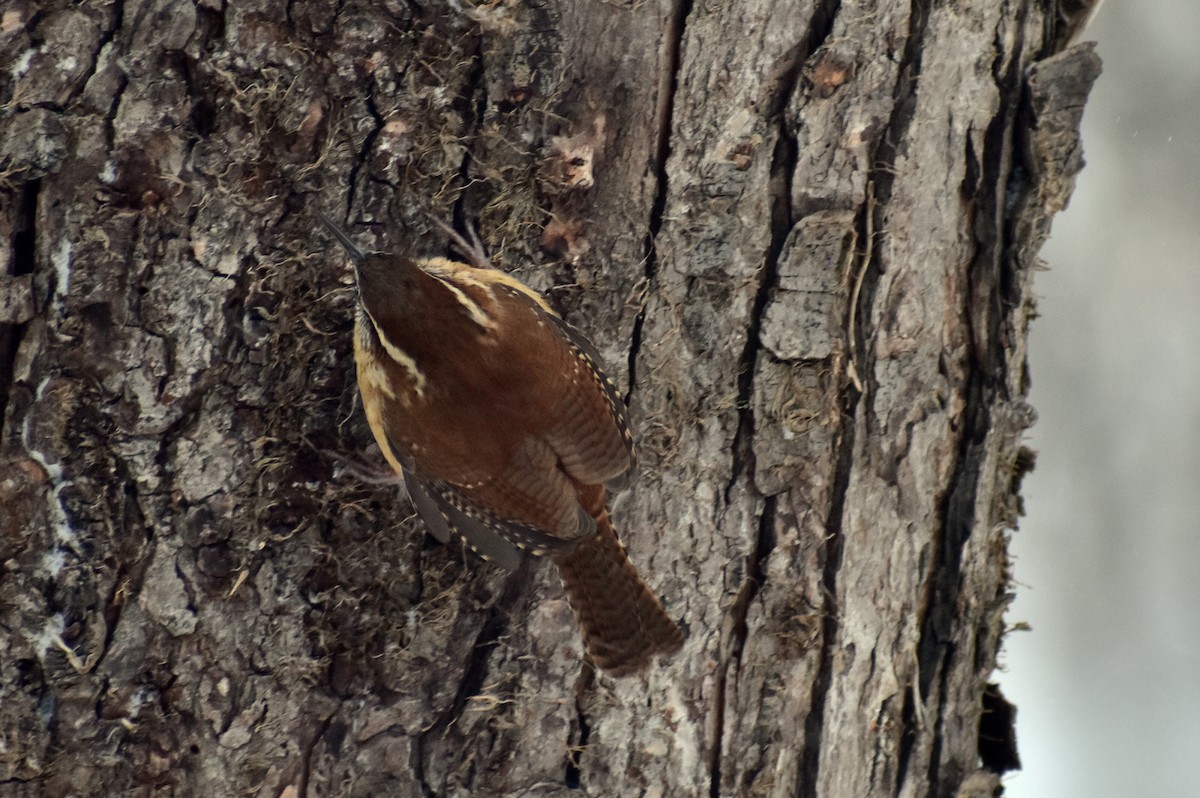 Carolina Wren - ML613649148