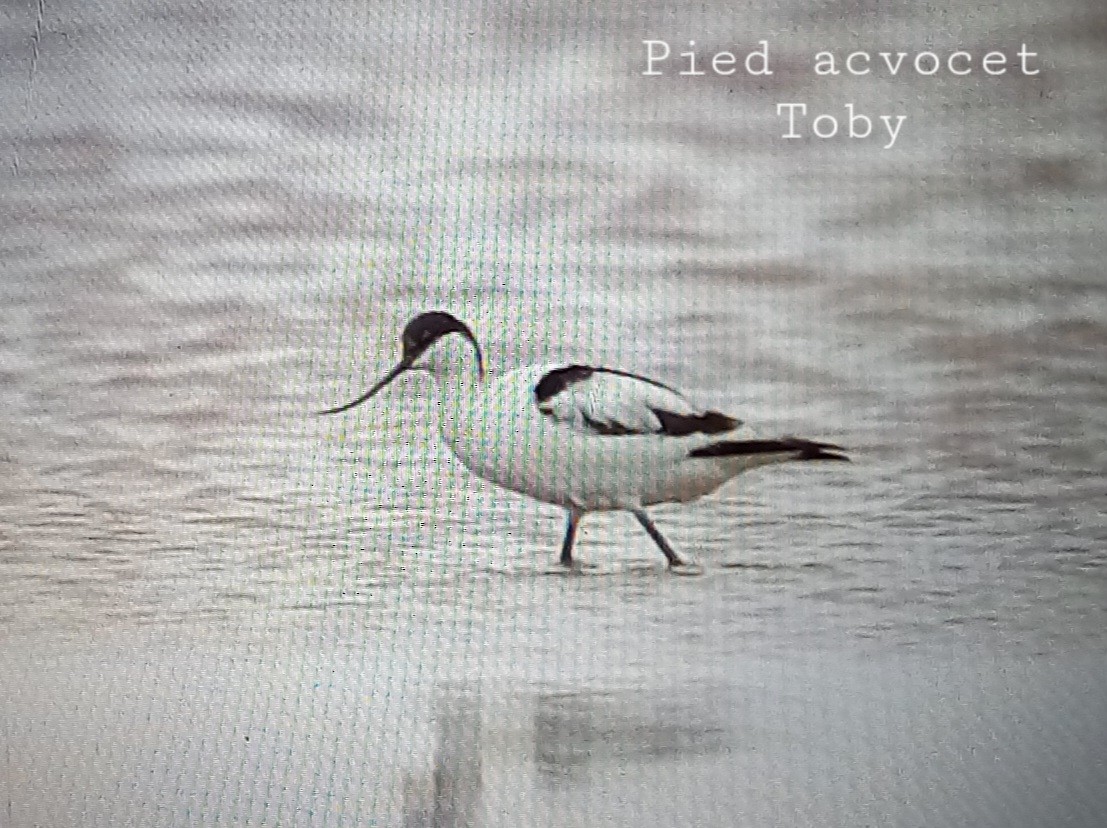 Pied Avocet - Trung Buithanh