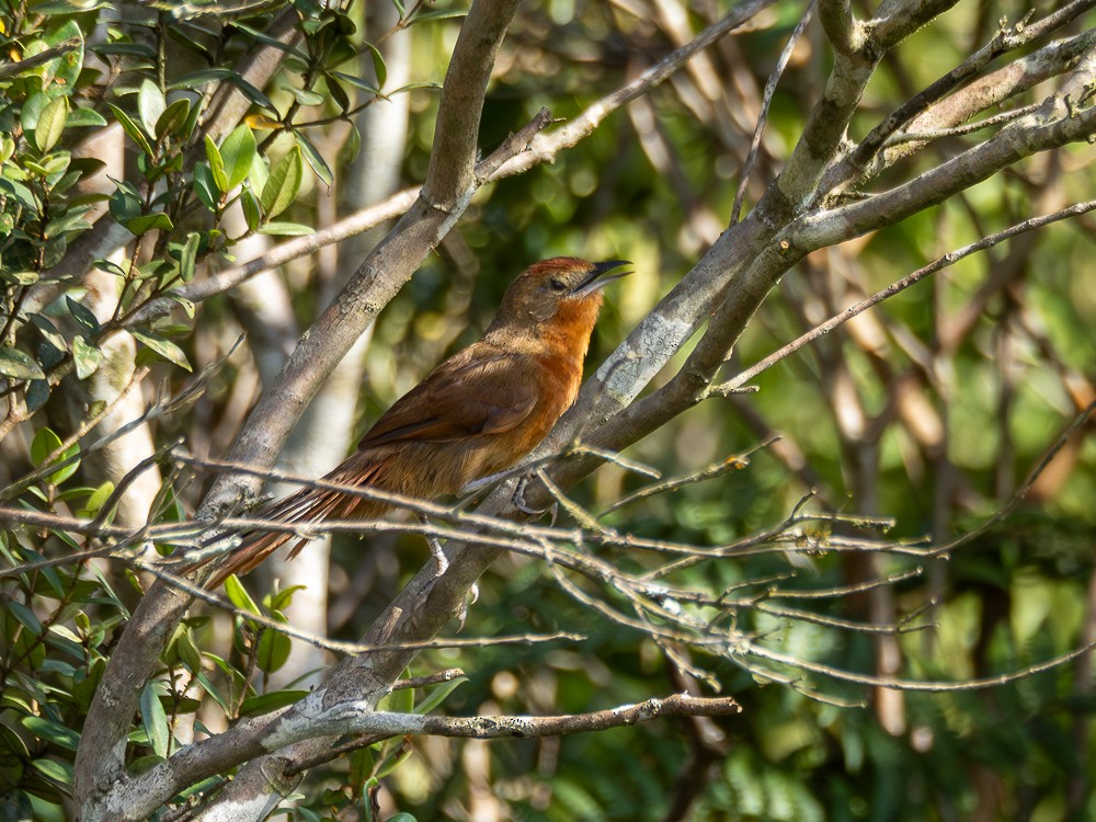 Orange-breasted Thornbird - ML613649265