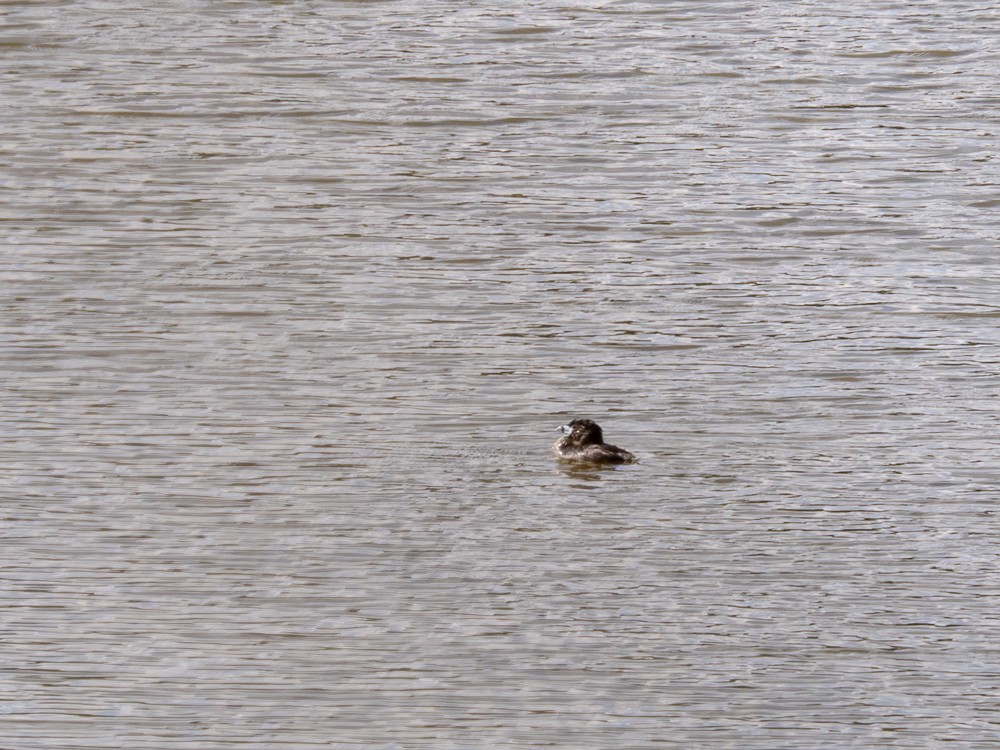 Pied-billed Grebe - ML613649268