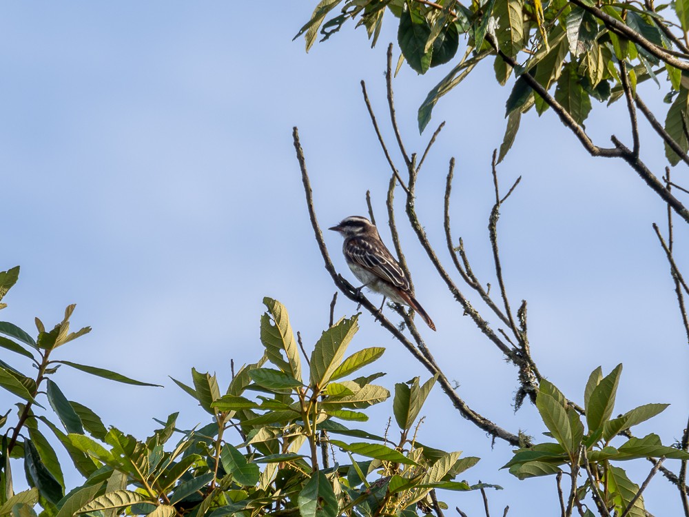 Variegated Flycatcher - ML613649272