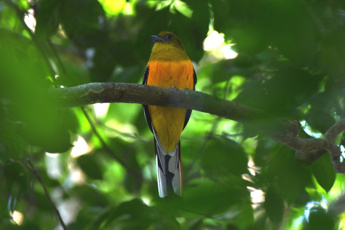 Orangebauchtrogon [dulitensis-Gruppe] - ML613649291