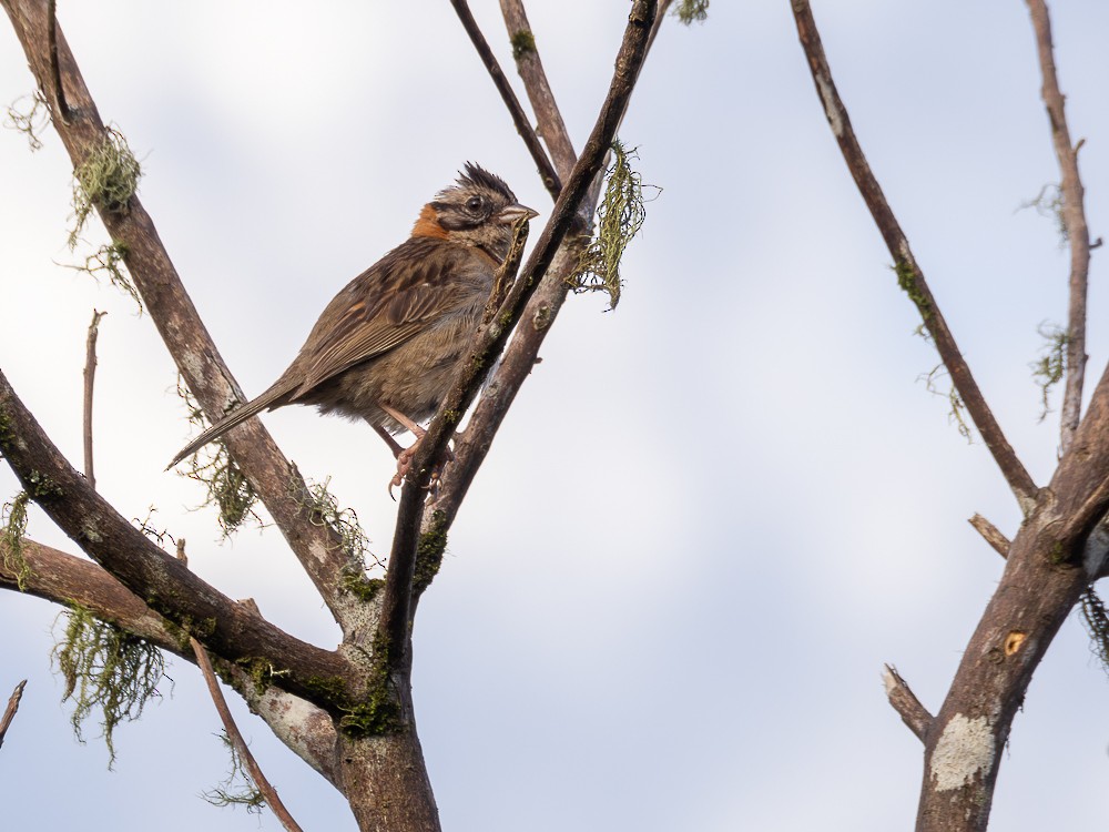 Rufous-collared Sparrow - ML613649298