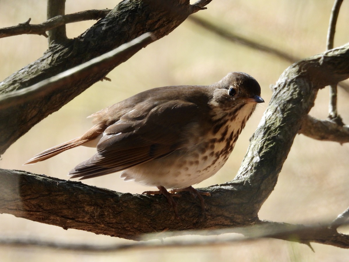 Hermit Thrush - ML613649301