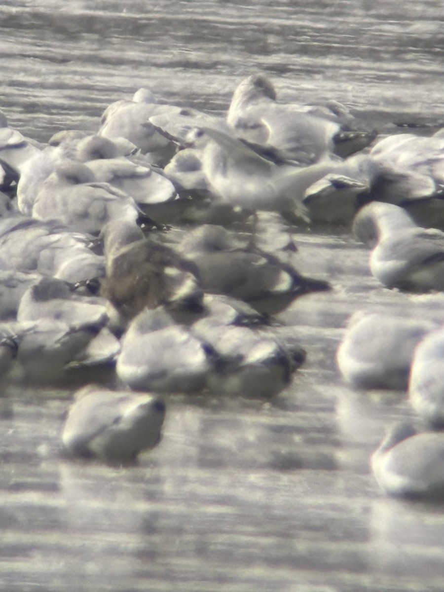 Herring x Lesser Black-backed Gull (hybrid) - ML613649308