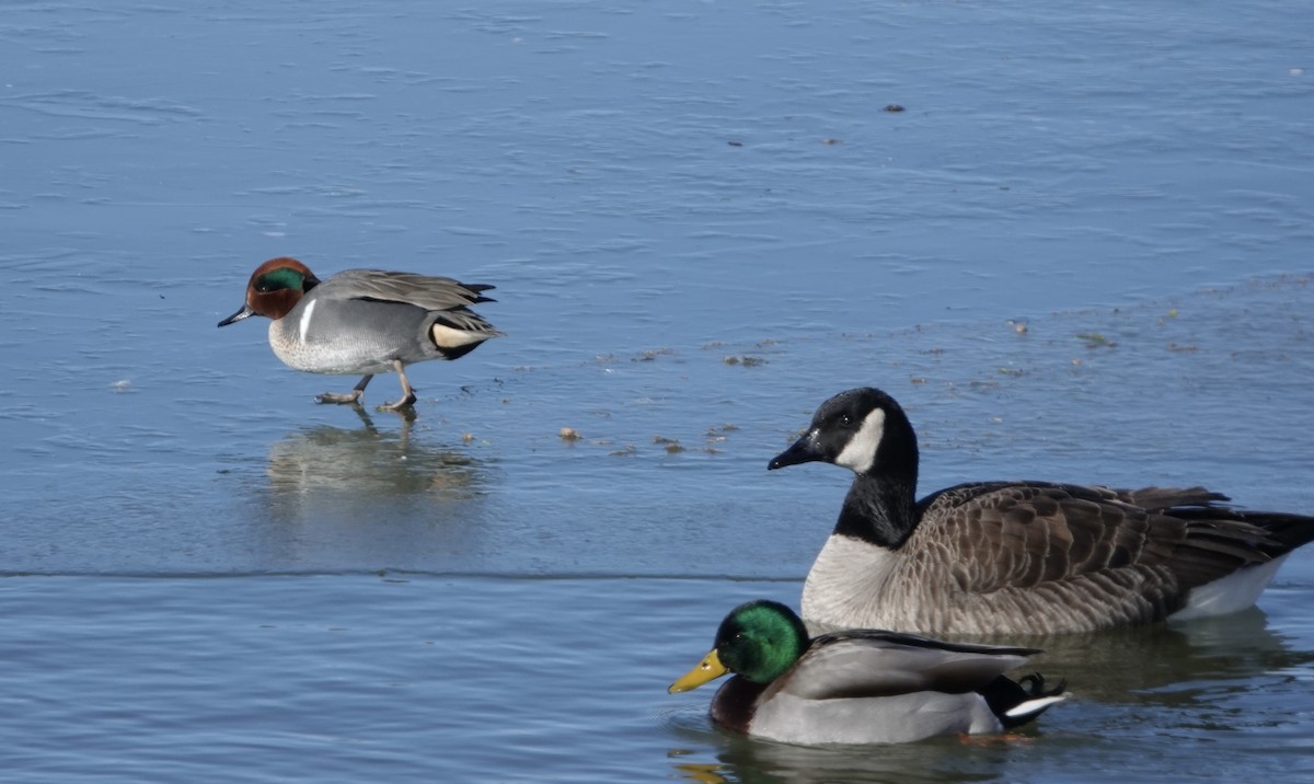 Green-winged Teal - ML613649317