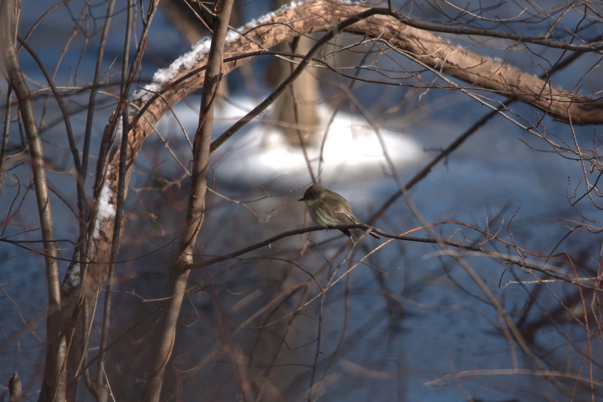 Eastern Phoebe - ML613649334