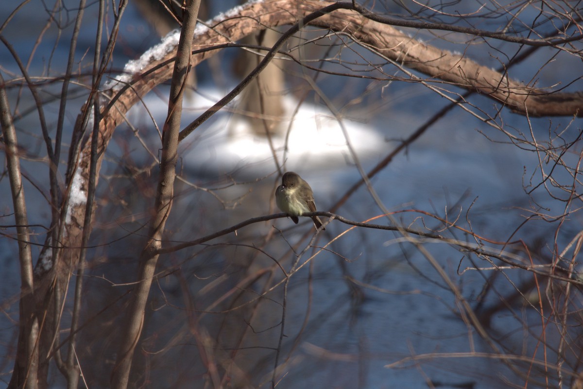 Eastern Phoebe - ML613649348