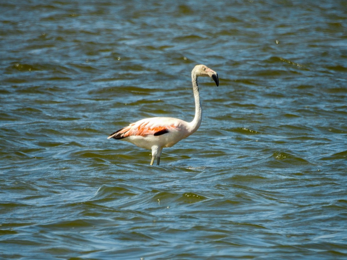 Chilean Flamingo - ML613649385