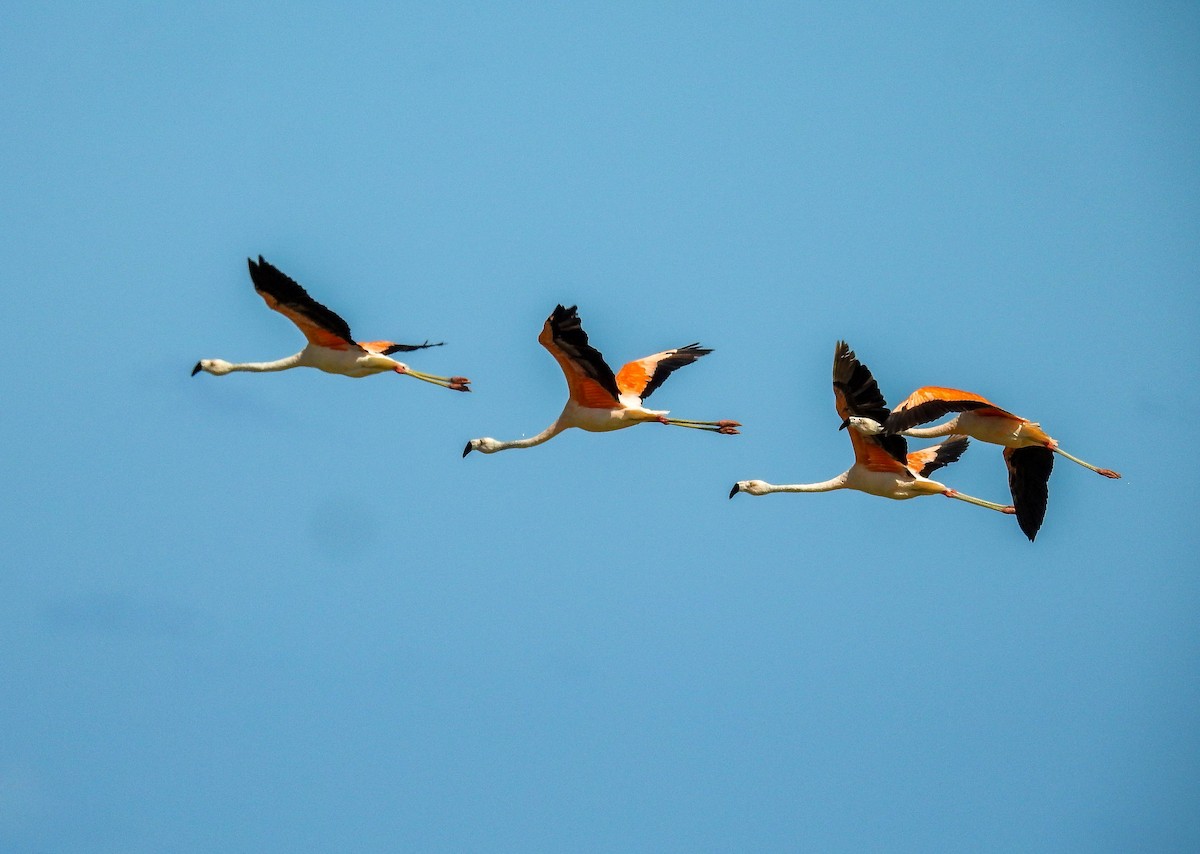 Chilean Flamingo - ML613649386