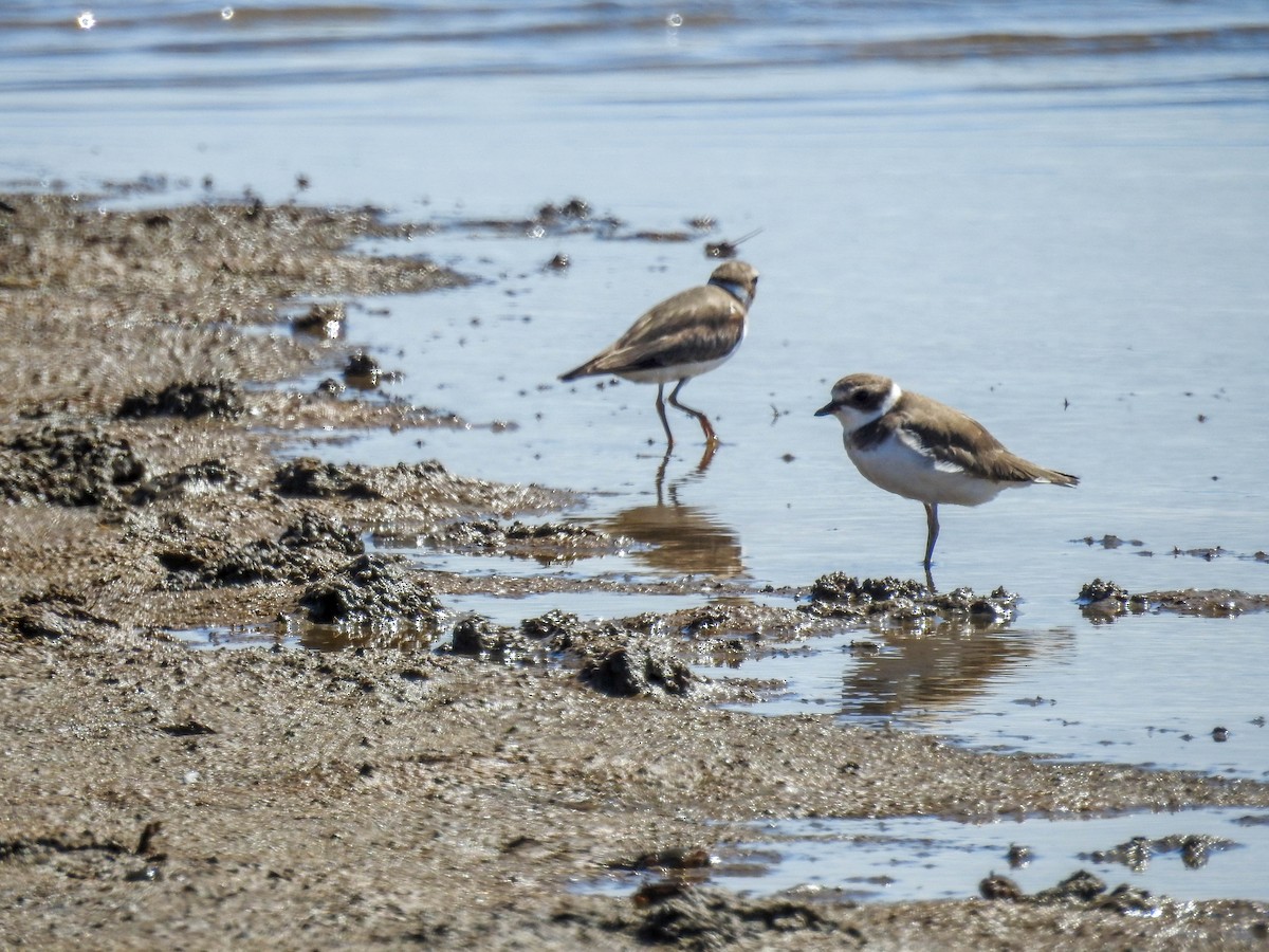 Semipalmated Plover - ML613649398