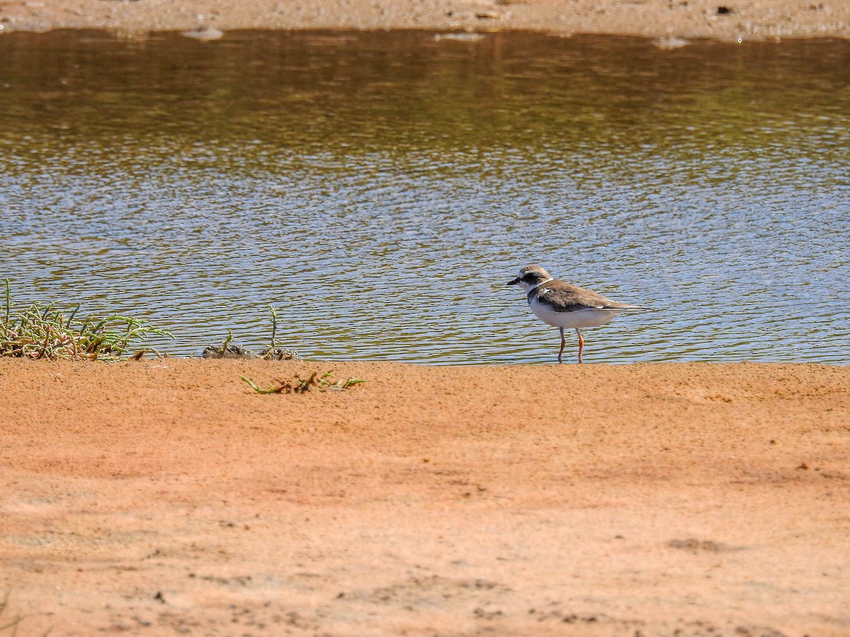 Semipalmated Plover - ML613649399