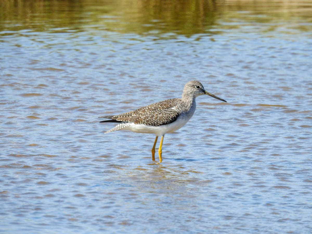 Greater Yellowlegs - ML613649404