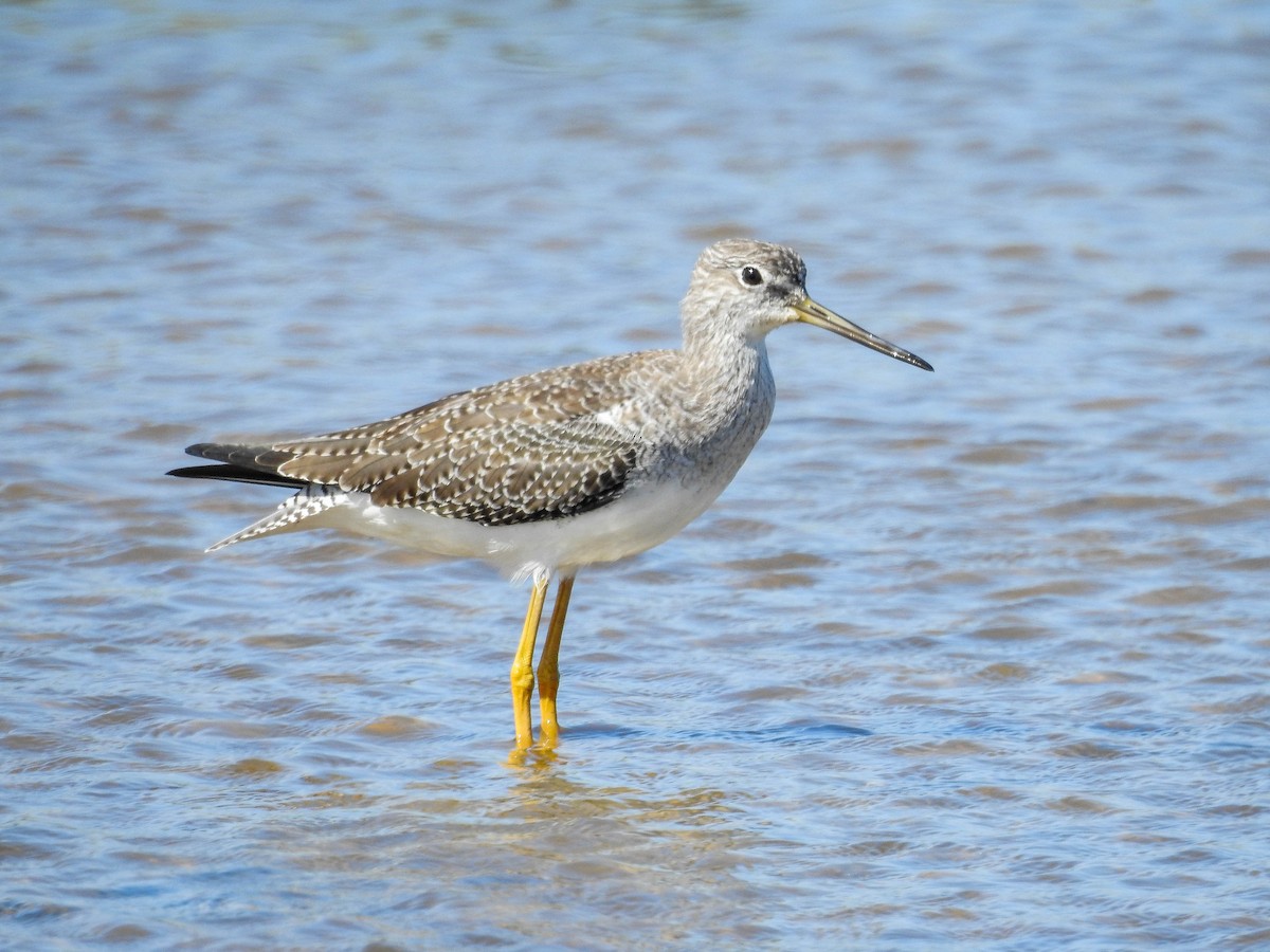 Greater Yellowlegs - ML613649405