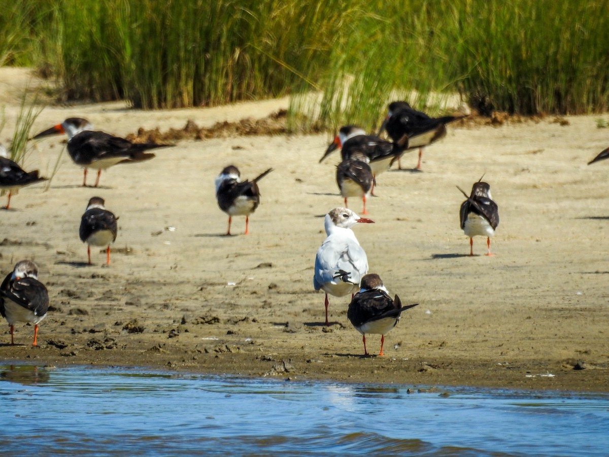 Brown-hooded Gull - ML613649415