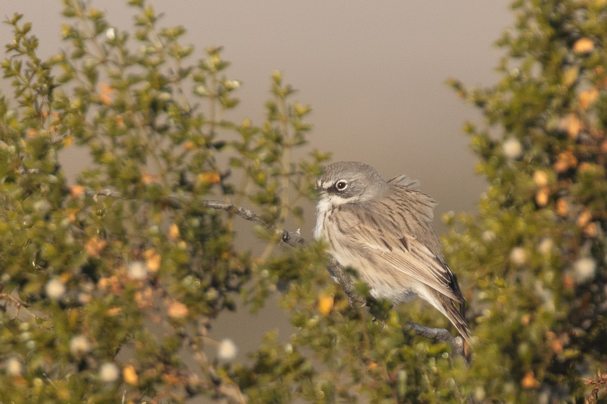 Sagebrush Sparrow - ML613649443