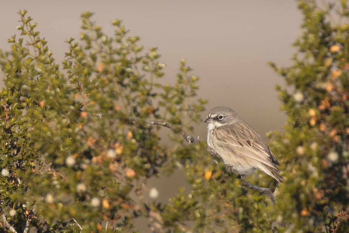 Sagebrush Sparrow - ML613649444