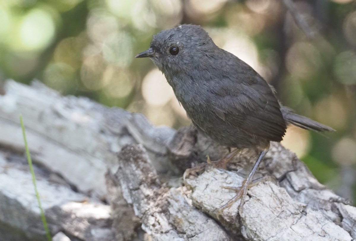 Magellanic Tapaculo - Stephan Lorenz