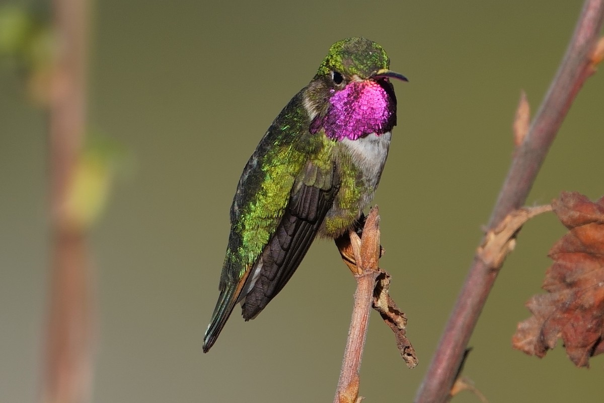Broad-tailed Hummingbird - Gil Eckrich