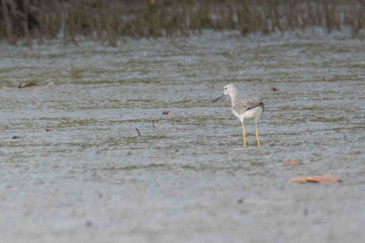 Greater Yellowlegs - ML613649650