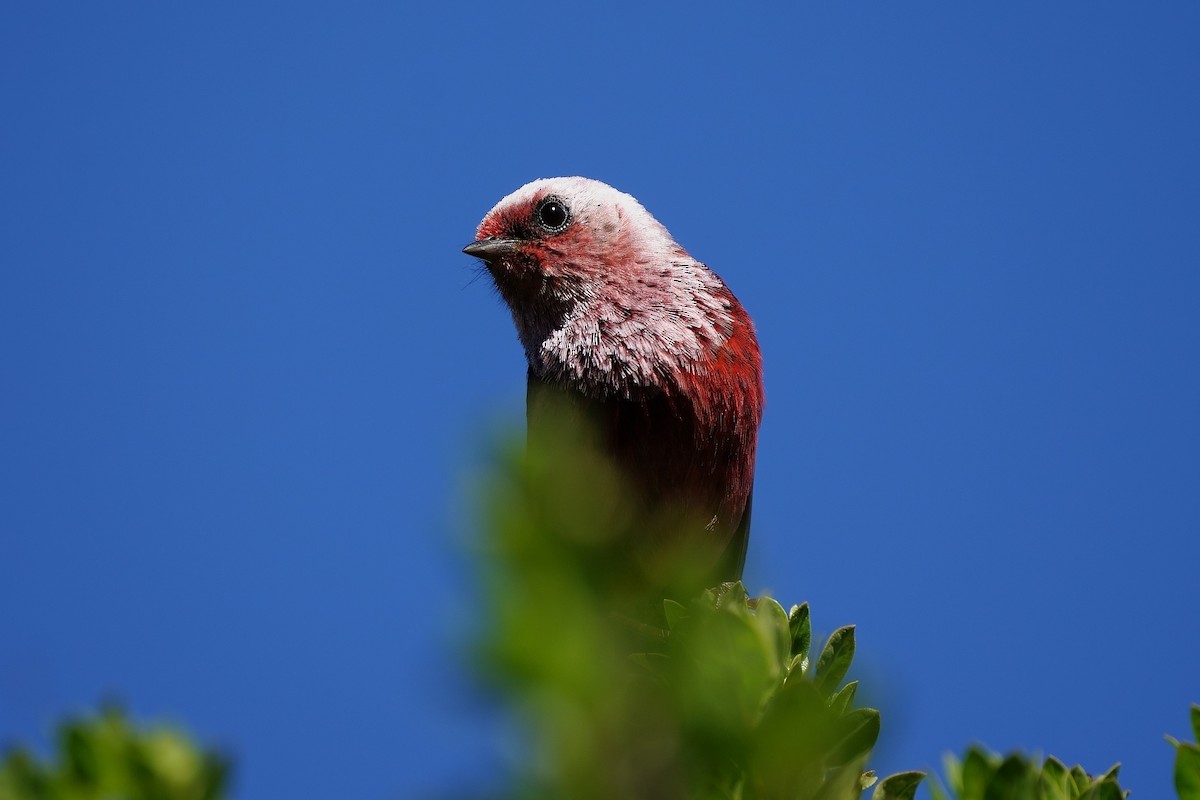 Pink-headed Warbler - Gil Eckrich