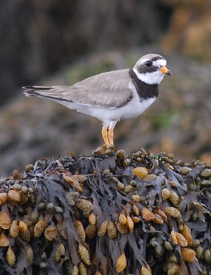 Common Ringed Plover - ML613649747