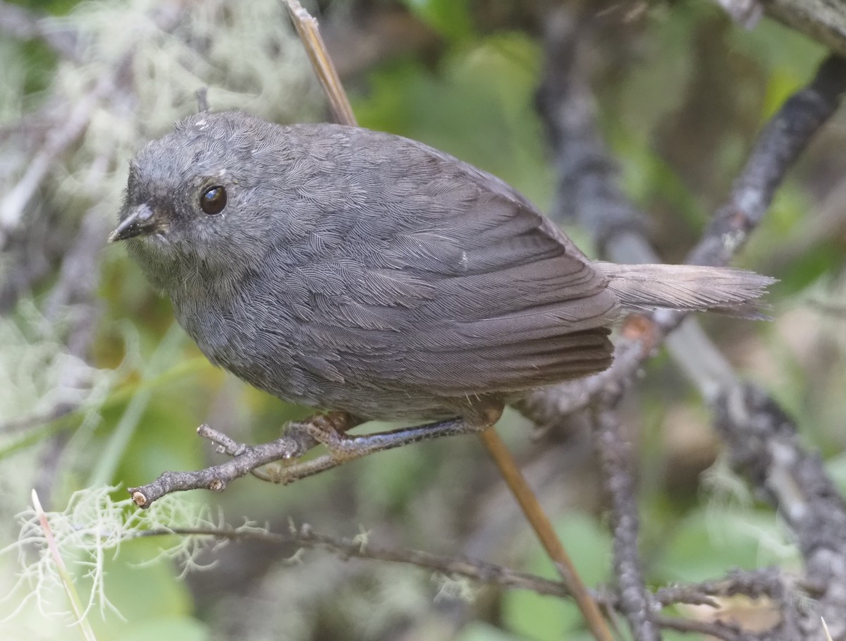 Magellanic Tapaculo - Stephan Lorenz