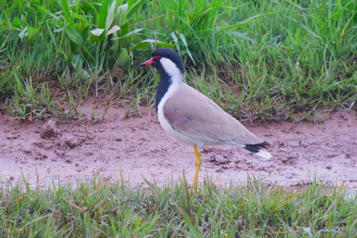 Red-wattled Lapwing - ML613649818