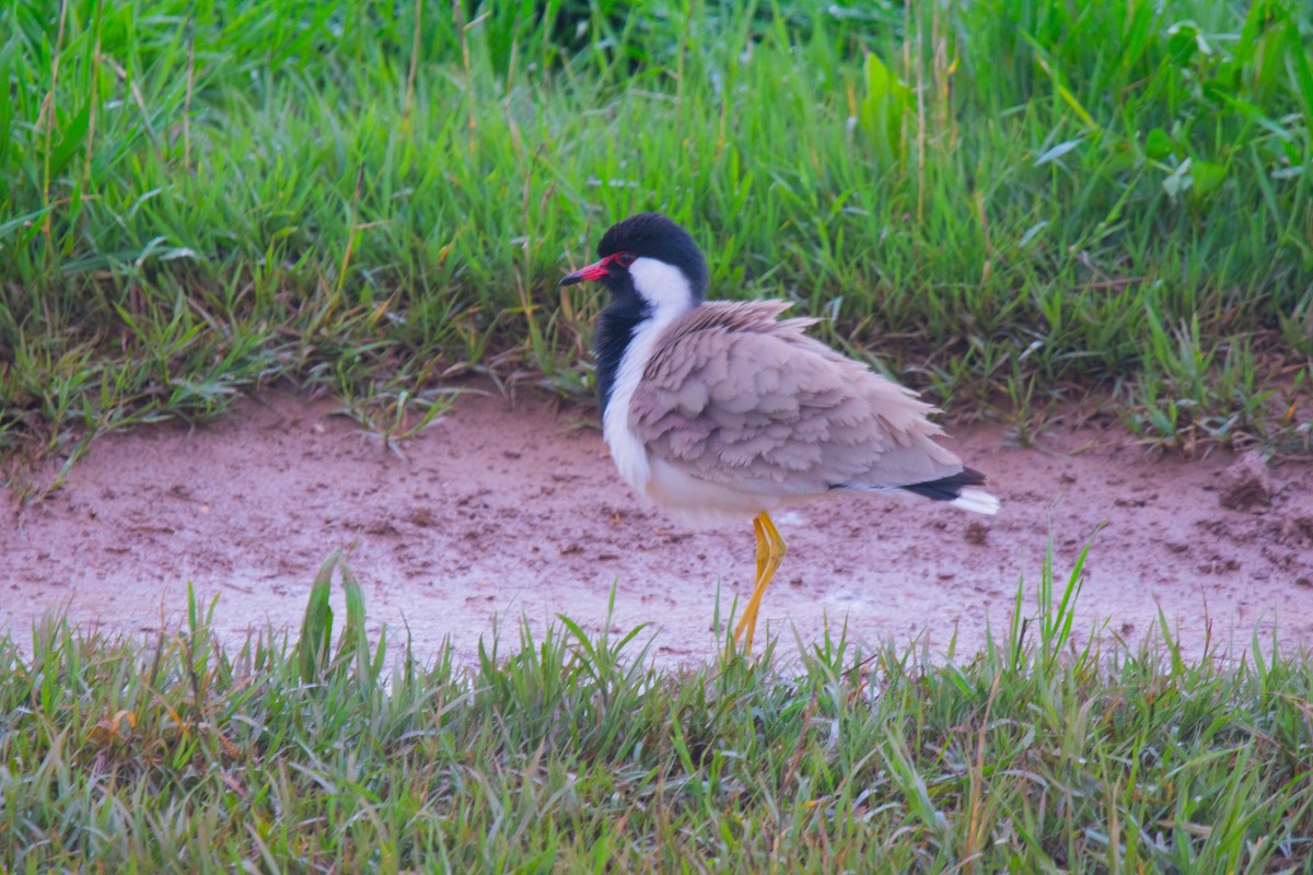 Red-wattled Lapwing - ML613649819