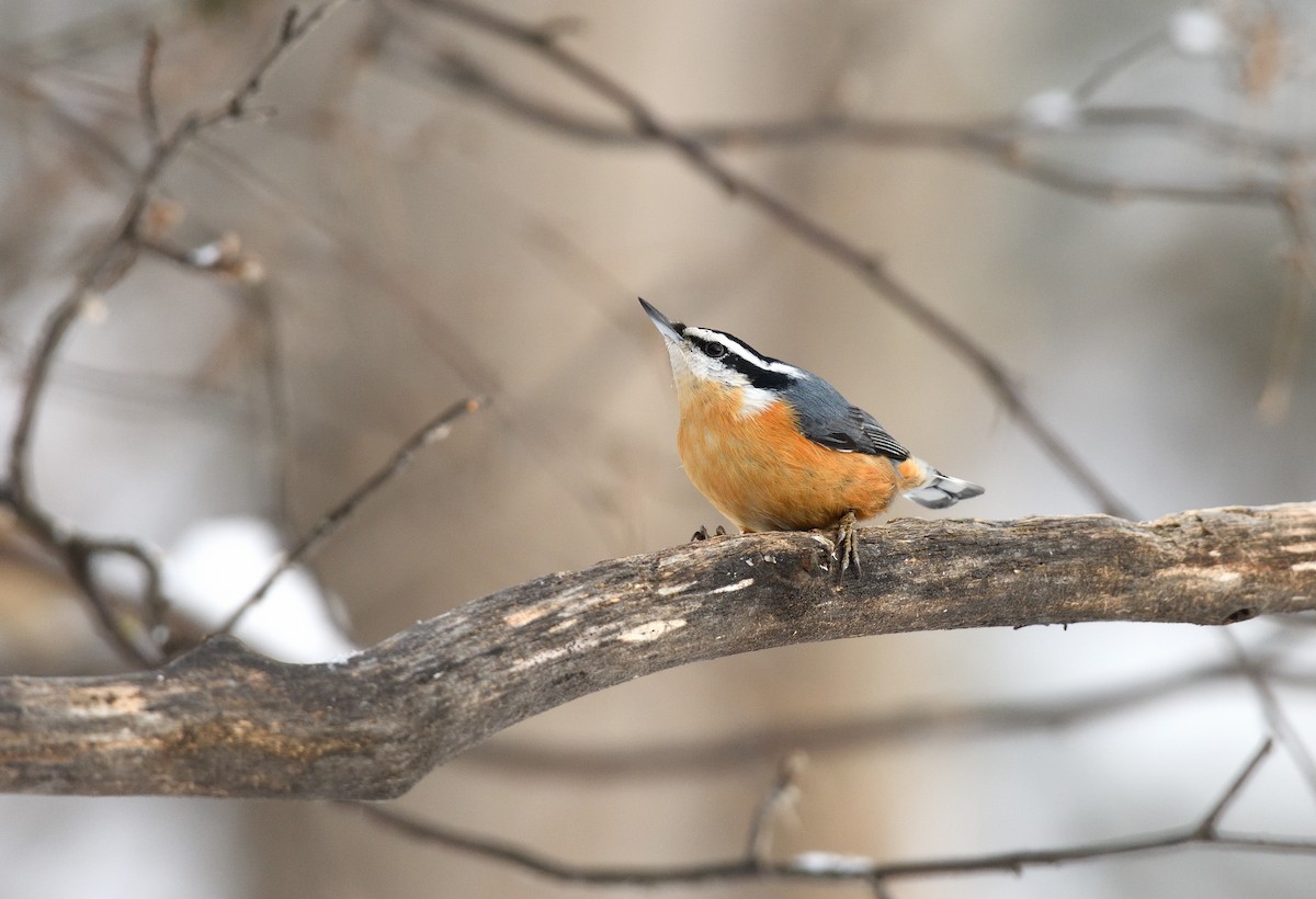 Red-breasted Nuthatch - ML613649897