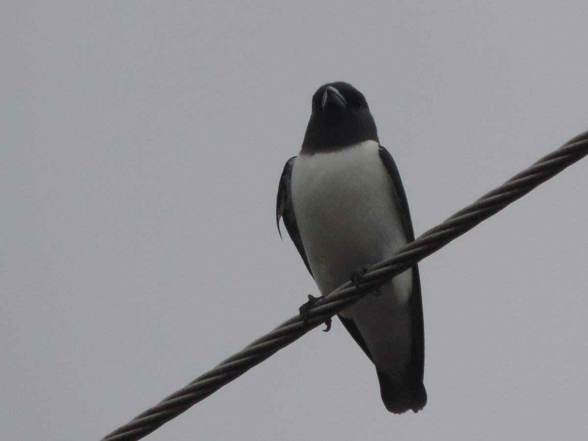 White-breasted Woodswallow - ML613649903