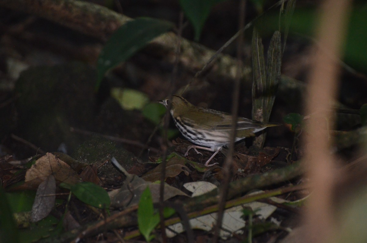 Ovenbird - ML613649905