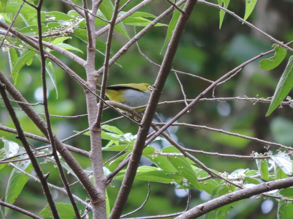 Everett's White-eye - ML613649913
