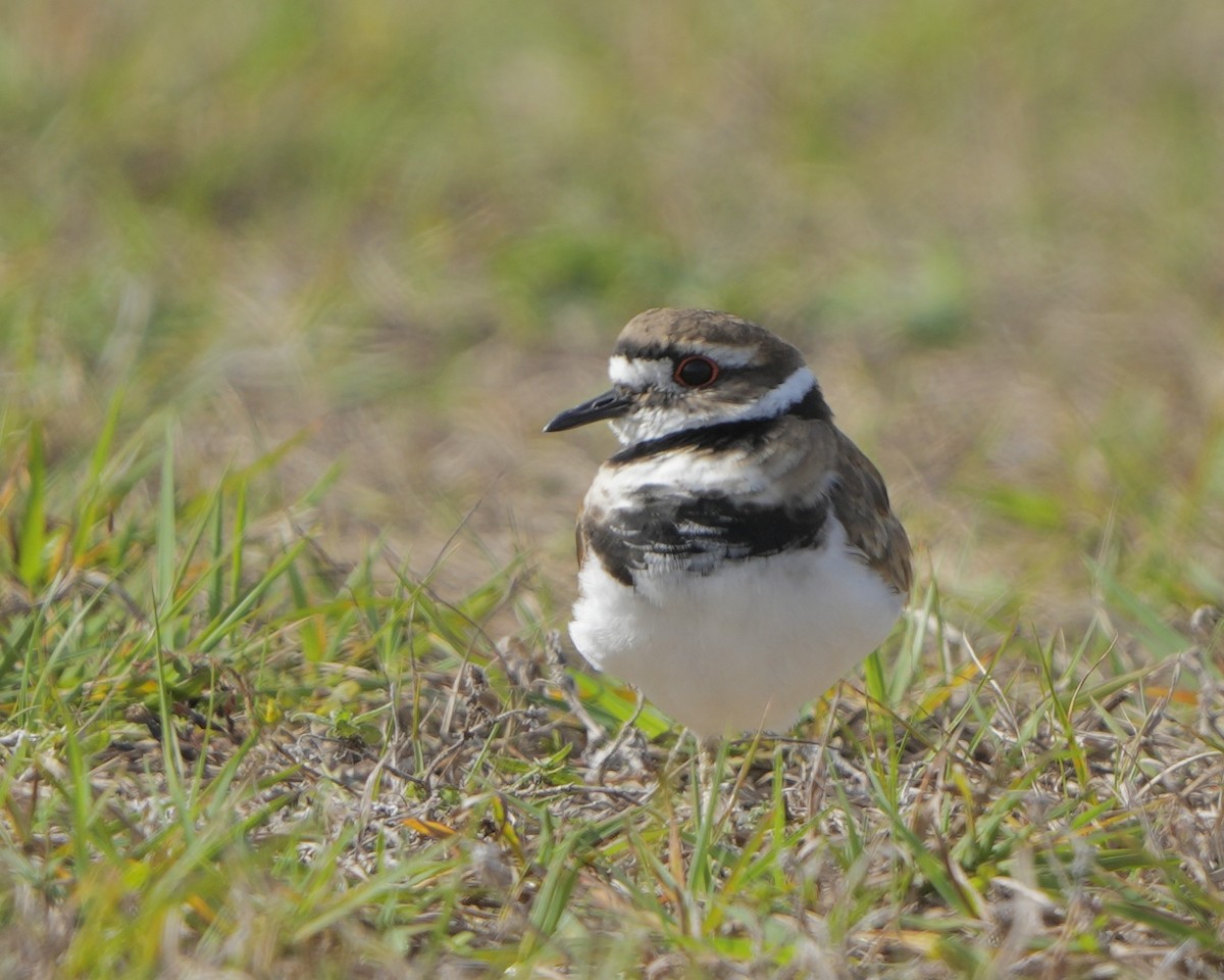 Killdeer - ML613649914