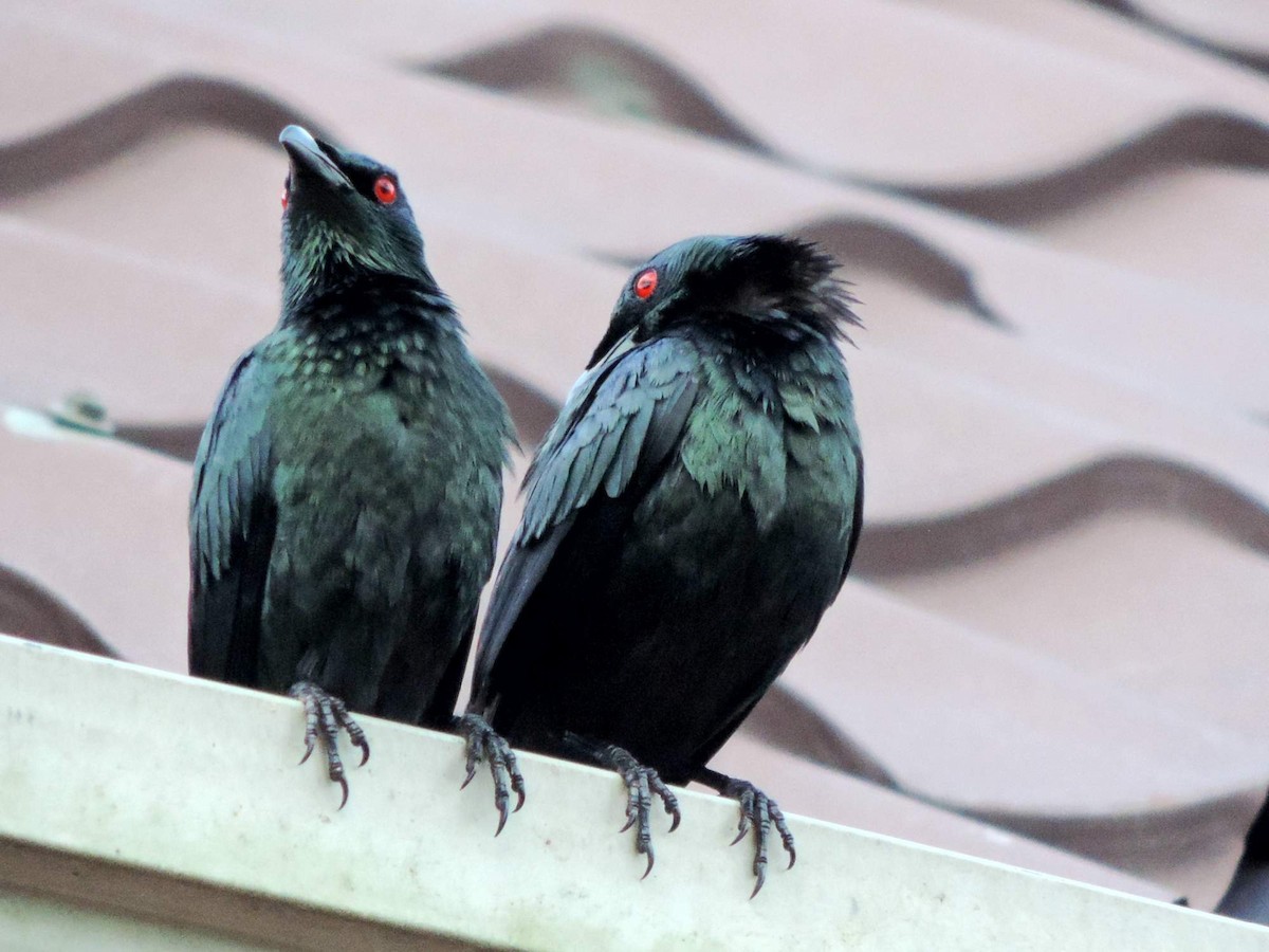 Asian Glossy Starling - ML613649928