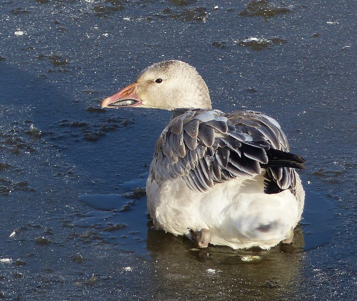 Snow Goose - ML613649962